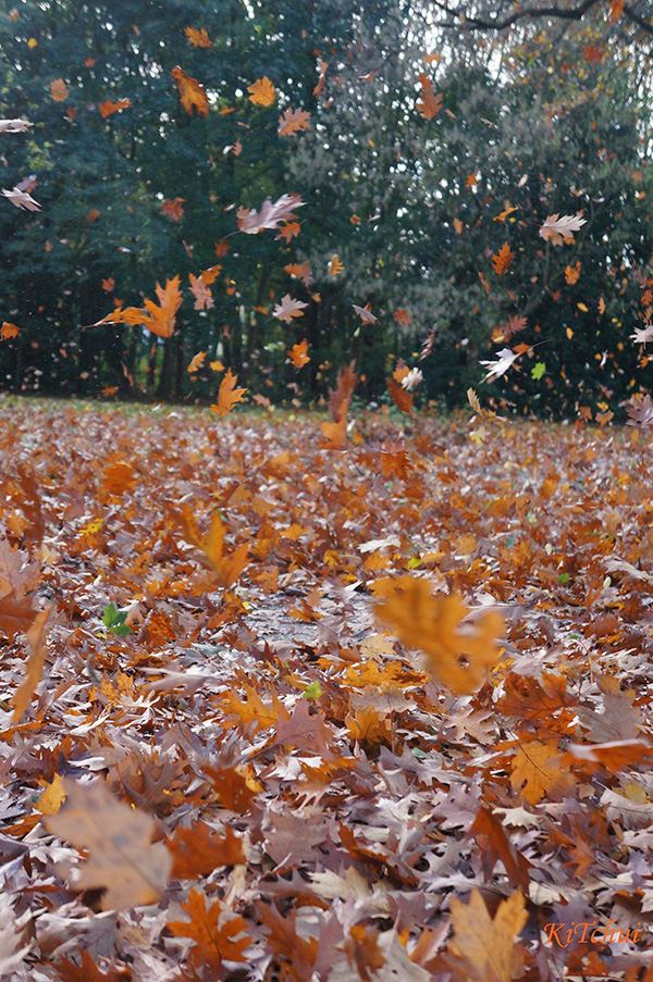 2013年10月28日，荷蘭暴風實況：強風揚起的落葉