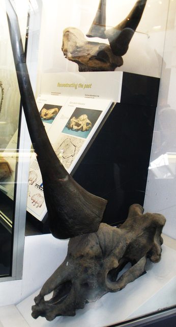 板齒犀的頭骨以及角的模擬復原
